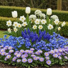 Bloembollen - Bulb Garden Blue Mix - Diverse soorten - 125 stuks - Geschenkverpakking