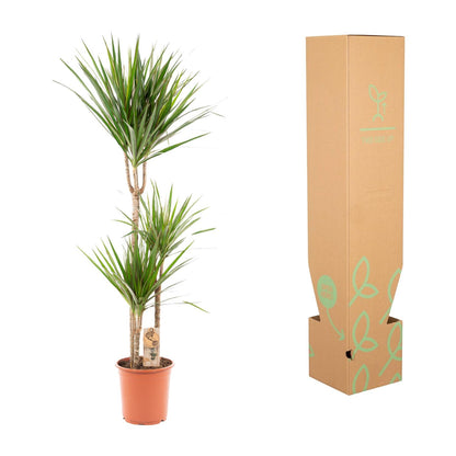 XL kamerplant - Dracaena Marginata - Pot Ø 21cm Hoogte ↕ 110cm