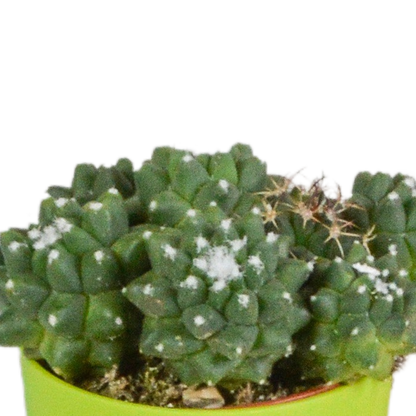 Kamerplant 5x Cactus mix - Pot Ø 5,5cm