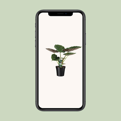 Kamerplant - Alocasia Wentii - Olifantsoor - Pot Ø 19cm Hoogte ↕ 70cm
