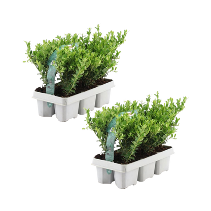 Buitenplant 12x Ilex crenata 'Jenny' - Winterhard - Pot Ø 7cm Hoogte ↕ 15cm