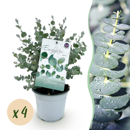 Buitenplant 4x Eucalyptus gunnii - Winterhard - Pot Ø 14cm Hoogte ↕ 30cm