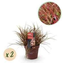 Buitenplant 2x Uncinia rubra 'Everflame' - Bladhoudend - Pot Ø 17cm Hoogte ↕ 50cm