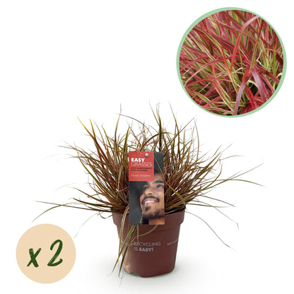 Buitenplant 2x Uncinia rubra 'Everflame' - Bladhoudend - Pot Ø 17cm Hoogte ↕ 50cm