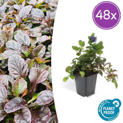 Buitenplant 48x Ajuga reptans - Pot Ø 9cm Hoogte ↕ 10-25cm
