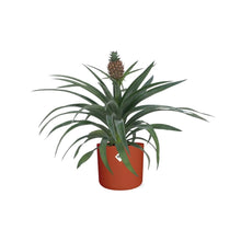 Kamerplant - Ananas Mi Amigo - Pot Ø 12cm