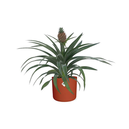 Kamerplant - Ananas Mi Amigo - Pot Ø 12cm