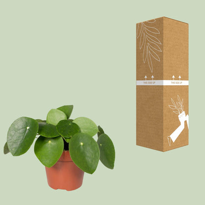 Kamerplant - Pilea Peperomioides - Pannekoekenplant - Pot Ø 12cm Hoogte ↕ 20cm