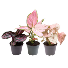Kamerplant - Pink is the new green - Pot Ø 6,5cm