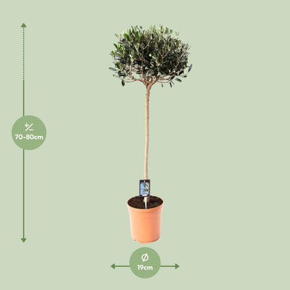 Buitenplant Olijfboom Olea - Mediterraan, Decoratief - Pot Ø 19cm Hoogte ↕ 80cm
