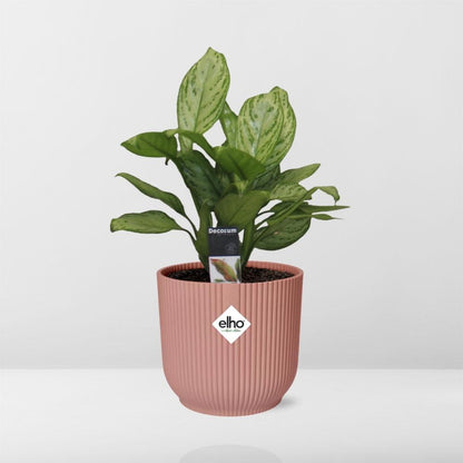 Kamerplant - Aglaonema Christina - Pot Ø 14cm