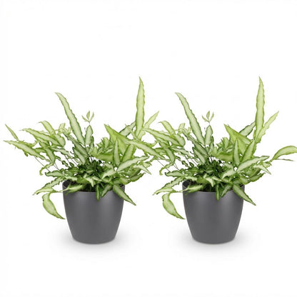 Kamerplant 2x Pteris cretica Albolineata - Lintvaren - Pot Ø 12cm Hoogte ↕ 20cm
