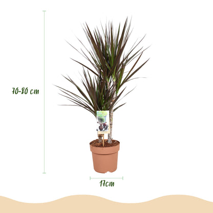 Green BoutiQ - Green is... Kamerplanten - Dracaena Magenta - Drakenbloedboom - Weinig onderhoud - Groen - 2 Planten - Pot 17cm - Hoogte 70-80cm