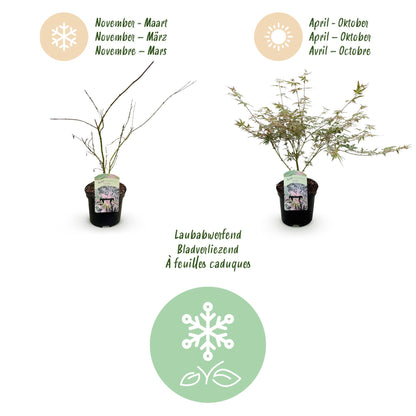 Buitenplant 2x Acer palmatum 'Iyoshi' - Japanse Esdoorn Roze - Pot Ø 19cm Hoogte ↕ 70cm