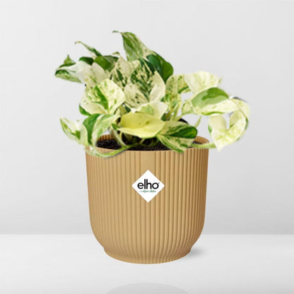 Kamerplant - Epipremnum Pinnatum Happy Leaf - Pot Ø 14cm