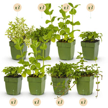 Buitenplant 24x Borderpakket Thee Kruiden - Vaste planten - Pot Ø 11cm Hoogte ↕ 10-25cm