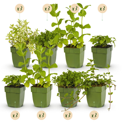 Buitenplant 24x Borderpakket Thee Kruiden - Vaste planten - Pot Ø 11cm Hoogte ↕ 10-25cm