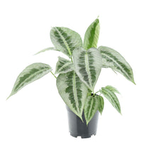 Kamerplant - Schismatoglottis Mottleyana - Pot Ø 14cm Hoogte ↕ 45cm