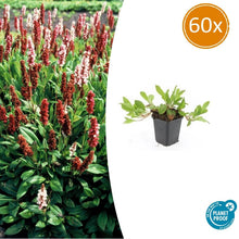 Buitenplant 60x Persicaria aff. 'Darjeeling Red' - Bloeiend - Pot Ø 9cm Hoogte ↕ 10-25cm