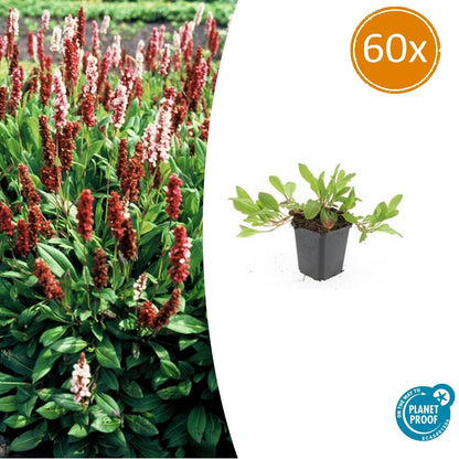 Buitenplant 60x Persicaria aff. 'Darjeeling Red' - Bloeiend - Pot Ø 9cm Hoogte ↕ 10-25cm