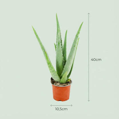 Kamerplant 4x Aloë Vera - Pot Ø 10,5cm Hoogte ↕ 35-40cm
