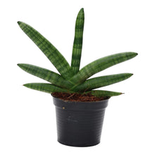Kamerplant - Sansevieria Skyline - Pot Ø 10.5cm Hoogte ↕ 25cm