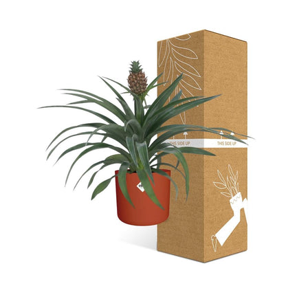 Kamerplant - Ananas Mi Amigo - Pot Ø 12cm