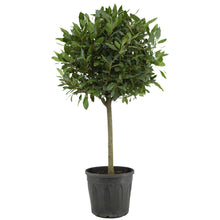 Buitenplant - Laurus Nobilis - Pot Ø 30cm Hoogte ↕ 130cm