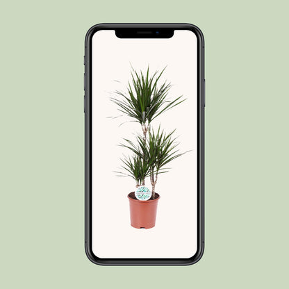 XL kamerplant - Dracaena Marginata - Pot Ø 21cm Hoogte ↕ 115cm