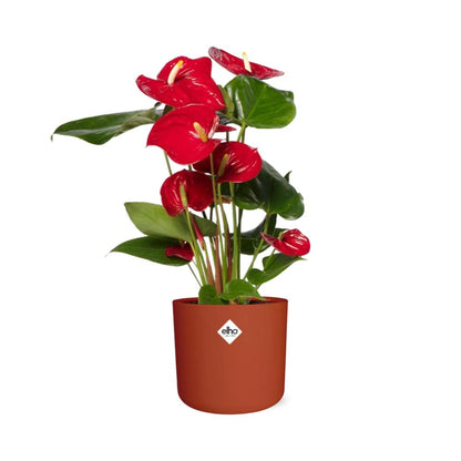 Kamerplant - Anthurium Red - Pot Ø 12cm