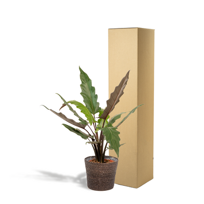 Kamerplant - Alocasia Lauterbachiana + Mand Igmar - Pot Ø 19cm Hoogte ↕ 80cm