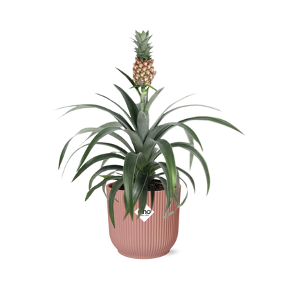Kamerplant - Ananas Mi Amigo - Pot Ø 14cm