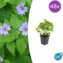 Buitenplant 48x Geranium nodosum - Bloeiend - Pot Ø 9cm Hoogte ↕ 10-25cm