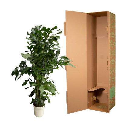 XL kamerplant - Caryota Mitis - Pot Ø 24cm Hoogte ↕ 160cm