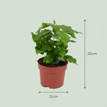 Kamerplant 2x Coffea Arabica Koffieplant - Pot Ø 12cm Hoogte ↕ 25cm