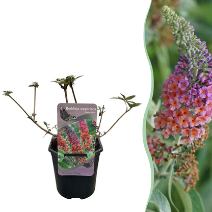 Buitenplant - Buddleja davidii 'Flower Power' - Bloeiend - Pot Ø 17cm Hoogte ↕ 30cm