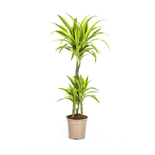 Kamerplant - Dracaena Deremensis Lemon Lime - Pot Ø 21cm Hoogte ↕ 90-110cm