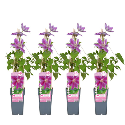 Buitenplant 4x Clematis Dr Ruppel - Bloeiend - Pot Ø 15cm Hoogte ↕ 65cm