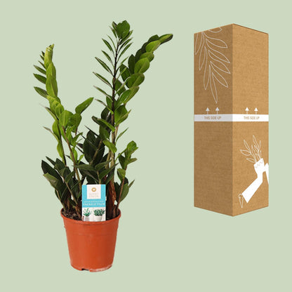 Kamerplant - Zamioculcas Zamiifolia - Pot Ø 14cm Hoogte ↕ 45cm