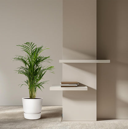 Kamerplant - Dypsis Lutescens (Areca Palm) - Hoogte ↕ 12-230cm