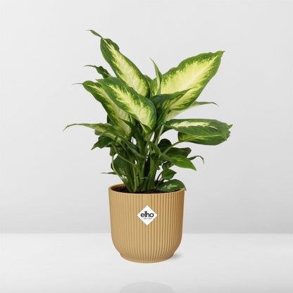 Kamerplant - Dieffenbachia 'Camilla' - Pot Ø 14cm