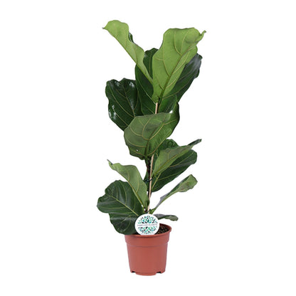 Kamerplant - Ficus Lyrata - Pot Ø 17cm Hoogte ↕ 60cm