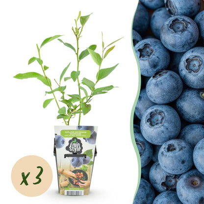 Buitenplant 3x Vaccinium corymbosum 'Goldtraube' - Blauwe Bes - Winterhard - Pot Ø 9cm Hoogte ↕ 10-25cm