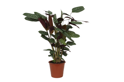 Kamerplant - Calathea Compactstar - Pot Ø 19cm Hoogte ↕ 80cm