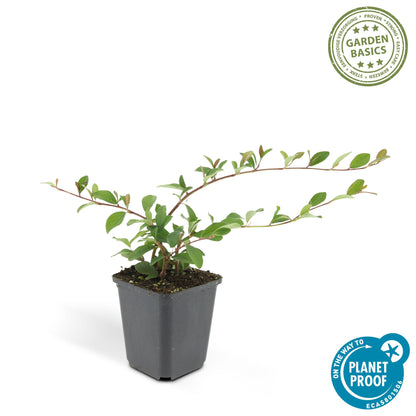 Buitenplant 24x Cotoneaster dammeri - Vaste plant - Pot Ø 9cm Hoogte ↕ 10-25cm