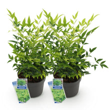 Buitenplant 2x Nandina Lemon & Lime - Groenblijvend - Pot Ø 17cm Hoogte ↕ 45cm