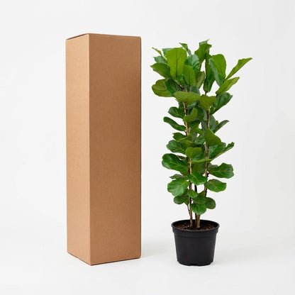 XL kamerplant - Ficus Lyrata struik - Pot Ø 27cm Hoogte ↕ 160cm