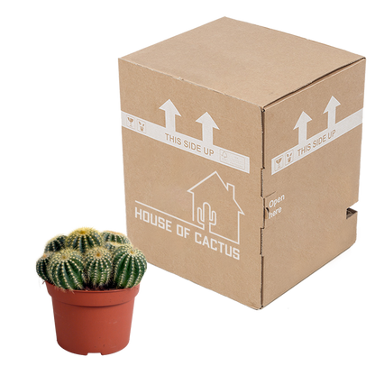 Kamerplant - Eriocactus warasii - Pot Ø 12cm