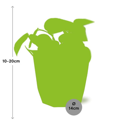 Kamerplant - Scindapsus Pictus 'Trebie' - Hangplant - Pot Ø 14cm