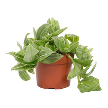 Kamerplant - Tradescantia Albovittata Green Glacier - Pot Ø 12cm Hoogte ↕ 17cm
